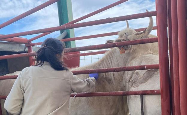 El ganado sin vacunar de lengua azul podrá moverse a mataderos de toda España