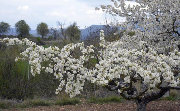 Covarrubias acoge una formación sobre poda y manejo sostenible de frutales