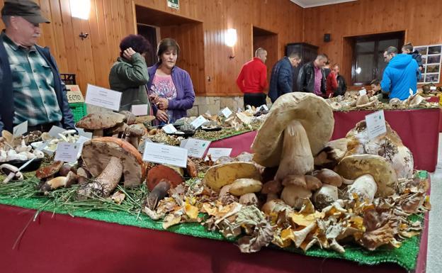 Una exposición itinerante protagoniza las XXII Jornadas Micológicas de Canicosa de la Sierra