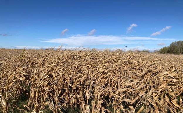 El tiempo esta semana en Castilla y León: a la espera de nuevas lluvias que animen las siembras