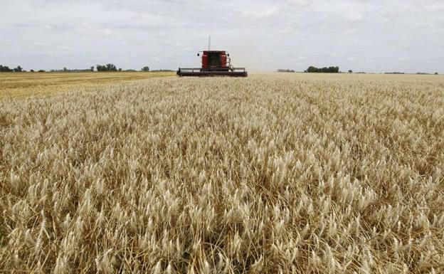 Investigadores de Salamanca desarrollan un nuevo producto para la fertilización del trigo
