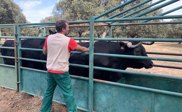 Permitida la excepcionalidad de ciertos movimientos de ganado en el área del foco de lengua azul