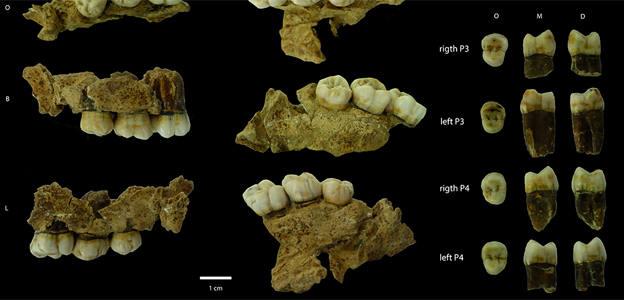 Las poblaciones del Pleistoceno medio europeo presentan características dentales similares