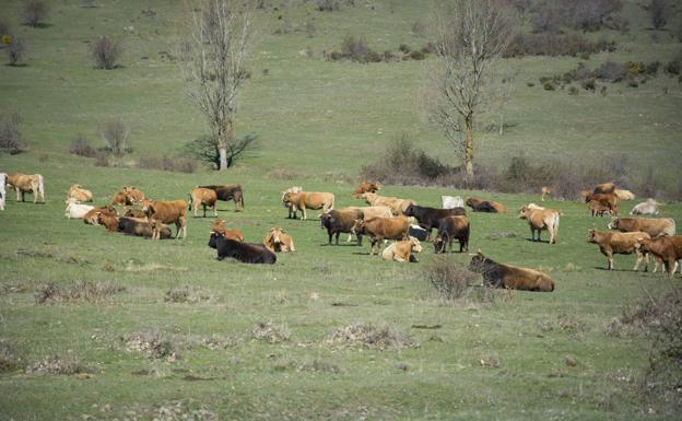 Ganaderos y agricultores de Burgos reciben 77,6 millones del anticipo de la PAC