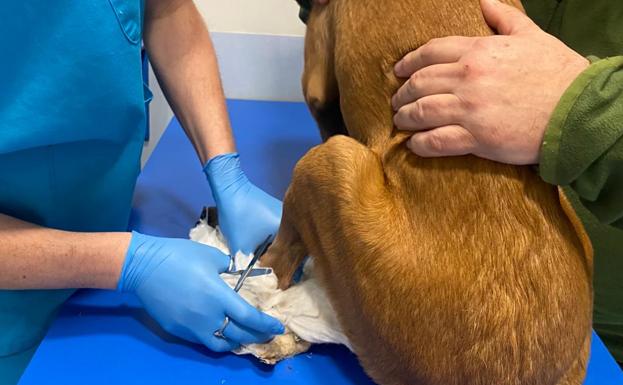 La falta de veterinario municipal en Burgos compromete el rescate y recogida de animales