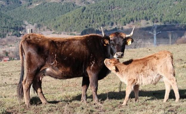 La Junta logra la inclusión de la Mantequera Leonesa en el catálogo oficial