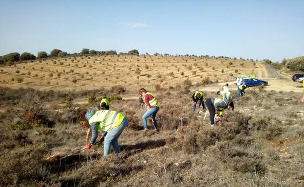 Voluntarios de Ormazabal plantan 350 nuevos árboles en Quintanalara