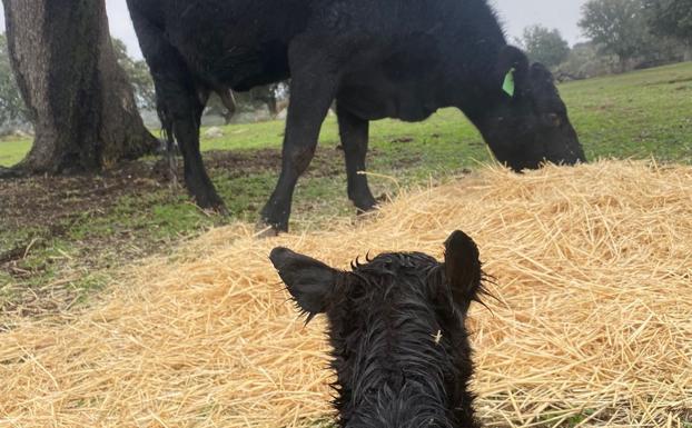 El tiempo esta semana: vuelven las precipitaciones y el campo avanza siembras