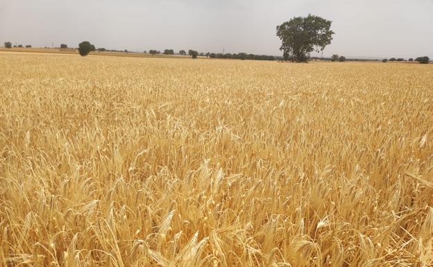 La debilidad de los mercados cerealistas se traduce en nuevas bajadas en León