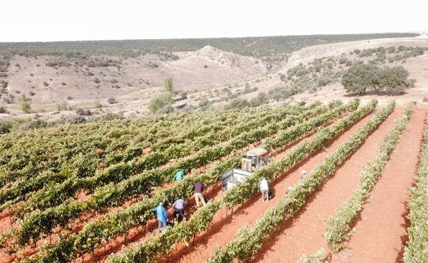 Ribera del Duero se integra en el registro de parcelas del ITACYL