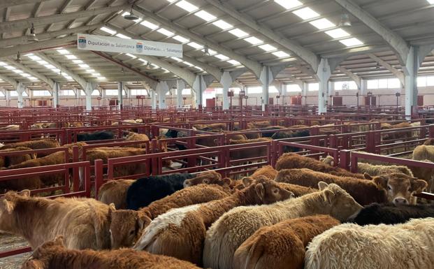 Descensos de hasta seis euros en la mesa de cereales de Salamanca