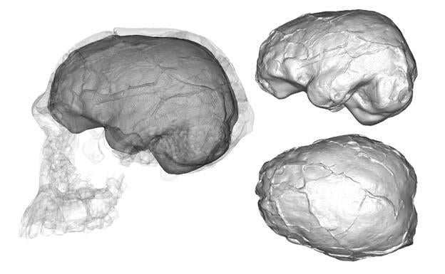 El investigador del CENIEH Emiliano Bruner publica una revisión sobre el cerebro de Homo habilis