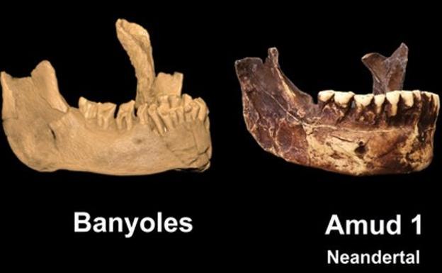 El Sapiens más antiguo de Europa es la mandíbula de Banyoles, según científicos norteamericanos y españoles