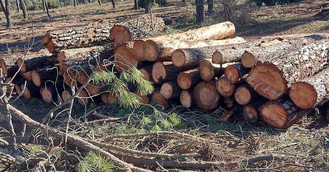 El PSOE califica de «atentado ecológico» la tala de árboles en el monte de La Calabaza de Aranda