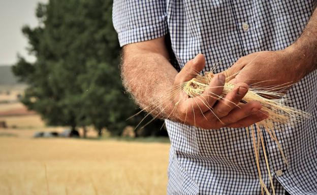 La renta agraria de Burgos crece un 16% en 2022 impulsada por la subida de precios