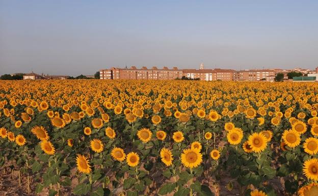 Castilla y León es la segunda región que recibe más ayudas directas de la PAC