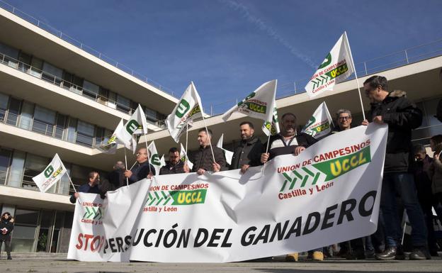 Ganaderos salmantinos se movilizan contra la norma de sanear terneros para cebadero