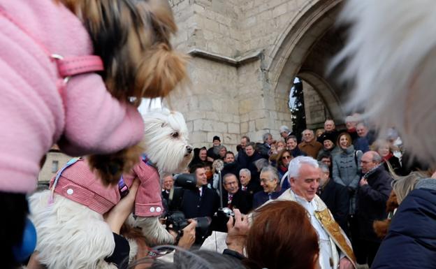 La bendición de San Antón llega a las mascotas de Burgos