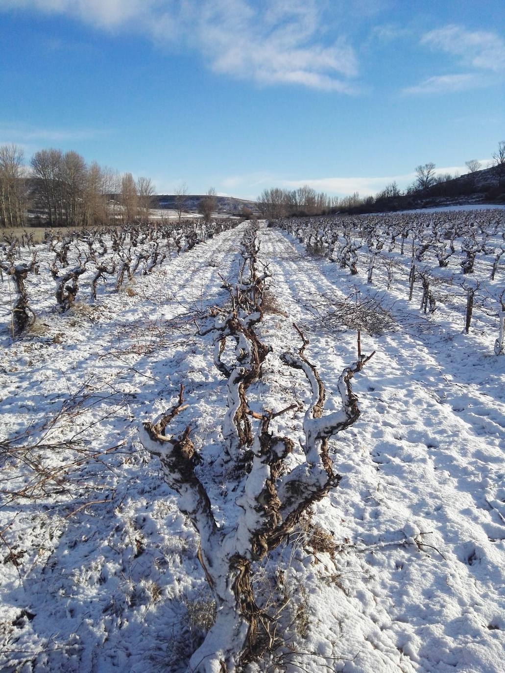 La nieve cubre los viñedos de la Ribera del Duero