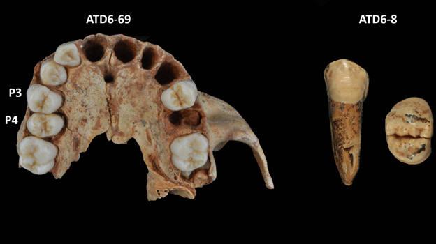 Un estudio del Cenieh concluye que los neandertales no son la única especie con esmalte fino en los dientes
