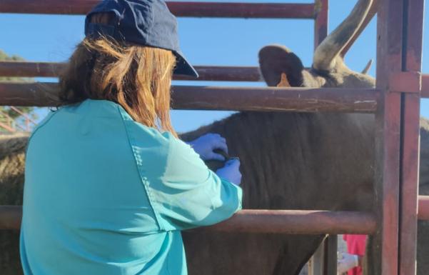 La Junta confirma la obligatoriedad de la prueba de saneamiento a cebaderos