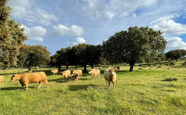 La Junta convoca ayudas de asesoramiento a las explotaciones agrarias y ganaderas