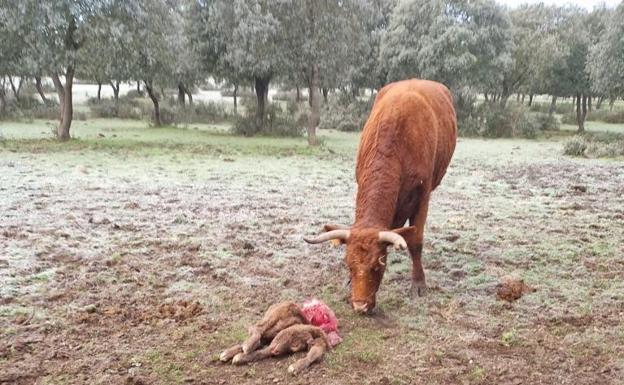 Asaja dice que el Gobierno actúa con «ensañamiento» en el tema del lobo