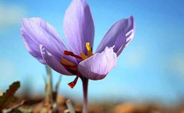 El oro rojo de La Mancha, en peligro por el cambio climático