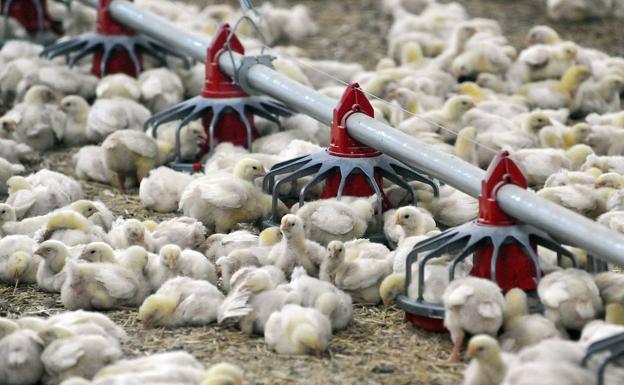 86 granjas de pollos echan el cierre en Castilla y León