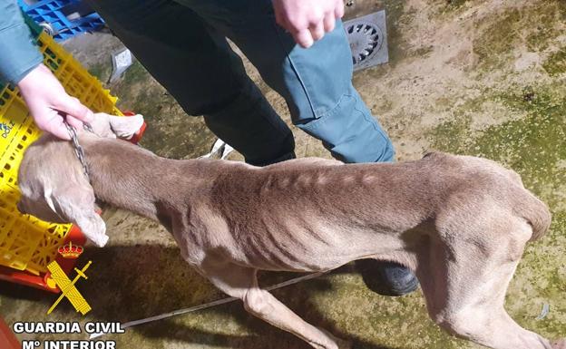 Investigan a una mujer en Las Merindades por maltratar a su perro