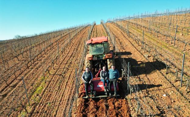 El aserpiado, la técnica utilizada en los viñedos de altura de Ribera del Duero