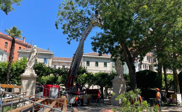 Talarán todas las acacias del Paseo del Espolón, comenzando por las nueve de «mayor urgencia»