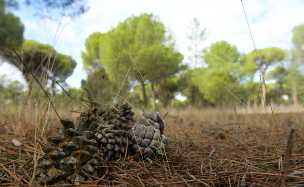 Los expertos confían en atajar la chinche que causa una caída del 80% de la producción de piñones