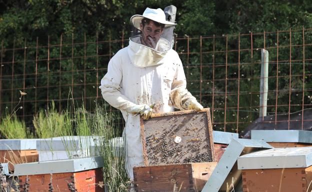 El sector apícola se movilizará contra el «ecologismo de sofá» este jueves en Madrid