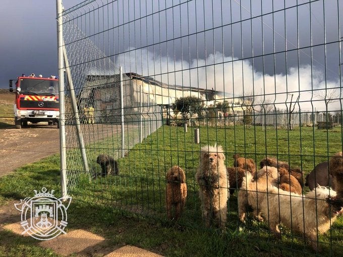 Mueren decenas de perros en el incendio del Centro Canino de Rubena